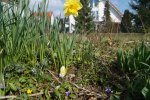 Ostereiersuche im Klostergarten erfolgreich